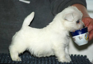 Foto №2 zu Ankündigung № 2497 zu verkaufen west highland white terrier - einkaufen Russische Föderation vom kindergarten, züchter
