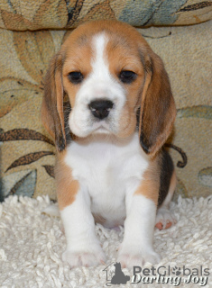 Foto №1. beagle - zum Verkauf in der Stadt Северодонецк | 456€ | Ankündigung № 7586