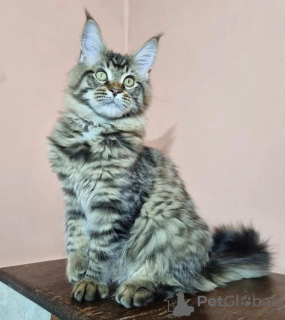 Foto №2 zu Ankündigung № 87566 zu verkaufen maine-coon-katze - einkaufen USA quotient 	ankündigung