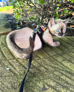 Foto №4. Ich werde verkaufen bengal katzenrasse in der Stadt Köln. quotient 	ankündigung - preis - 750€