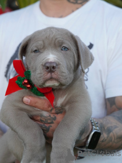 Foto №1. amerikanischer mastiff - zum Verkauf in der Stadt Schlechtes Kreuznach | verhandelt | Ankündigung № 160711
