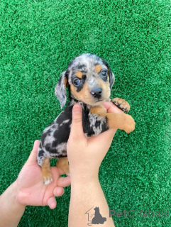 Foto №1. dackel - zum Verkauf in der Stadt Helsinki | 1500€ | Ankündigung № 163149