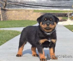Foto №1. rottweiler - zum Verkauf in der Stadt Tallinn | verhandelt | Ankündigung № 162264