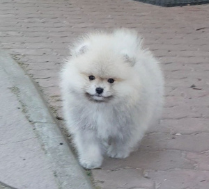 Foto №4. Ich werde verkaufen german spitz in der Stadt St. Petersburg. züchter - preis - 169€