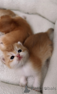 Foto №3. Britische goldene Chinchillas buchen Kätzchen aus dem WCF -Kindergarten 15.08. Tschechische Republik