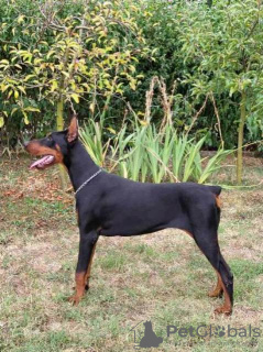 Foto №1. dobermann - zum Verkauf in der Stadt Obrenovac | 1200€ | Ankündigung № 114628