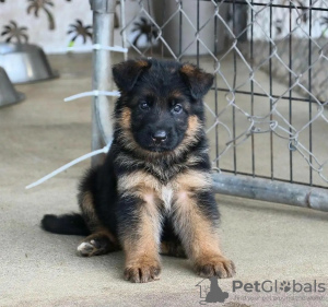 Foto №1. deutscher schäferhund - zum Verkauf in der Stadt Bern | verhandelt | Ankündigung № 122077