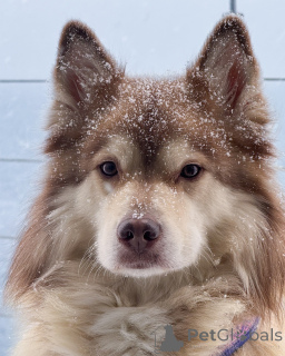 Foto №1. finnischer lapphund - zum Verkauf in der Stadt Alavus | 630€ | Ankündigung № 164331