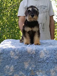 Foto №4. Ich werde verkaufen otterhund in der Stadt Belgrad.  - preis - verhandelt