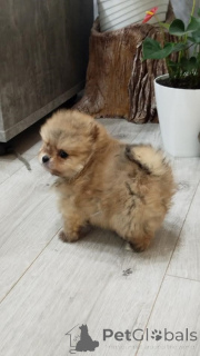 Foto №3. Wunderschöne Pomeranian Spitz welpen. Serbien