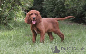 Foto №4. Ich werde verkaufen irish red setter in der Stadt Kiew. vom kindergarten - preis - 800€