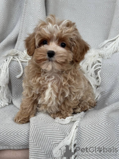 Foto №2 zu Ankündigung № 133586 zu verkaufen  - einkaufen USA quotient 	ankündigung