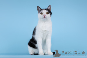 Foto №2 zu Ankündigung № 166072 zu verkaufen  - einkaufen Russische Föderation aus dem tierheim