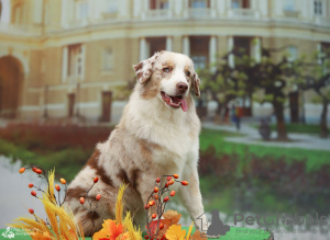 Foto №1. australian shepherd - zum Verkauf in der Stadt Krakau | 1800€ | Ankündigung № 121527