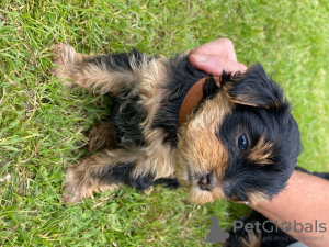 Foto №3. Teacup Yorkshire Terrier Welpe zur kostenlosen Adoption. Deutschland