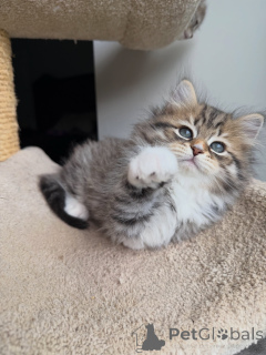 Foto №3. Atemberaubende Sibirische Katze sucht ein liebevolles Zuhause für immer. Deutschland
