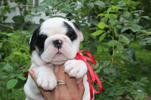 Foto №2 zu Ankündigung № 3263 zu verkaufen englische bulldogge - einkaufen Russische Föderation züchter