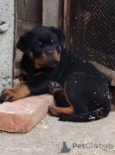 Foto №2 zu Ankündigung № 168462 zu verkaufen rottweiler - einkaufen Serbien 