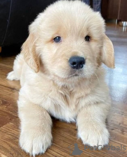 Foto №3. Gesunde, süße Golden Retriever-Welpen stehen jetzt zum Verkauf. Deutschland