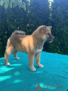 Foto №4. Ich werde verkaufen akita in der Stadt Belgrad. züchter - preis - verhandelt