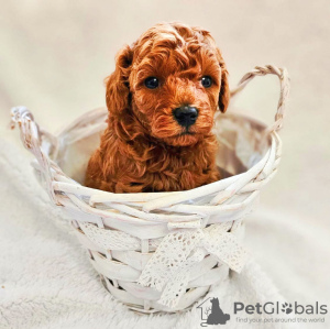 Foto №2 zu Ankündigung № 132949 zu verkaufen pudel (toy) - einkaufen Spanien vom kindergarten, züchter