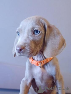 Foto №1. weimaraner - zum Verkauf in der Stadt Ventiane | 590€ | Ankündigung № 172222