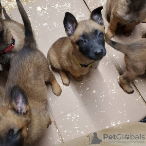 Foto №3. Belgisches Malinoisin Pentuja Saatavilla. Finnland