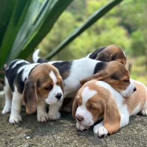 Foto №2 zu Ankündigung № 119313 zu verkaufen beagle - einkaufen Deutschland quotient 	ankündigung