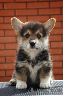 Foto №3. Pembroke Welsh Corgi Welpen. Russische Föderation