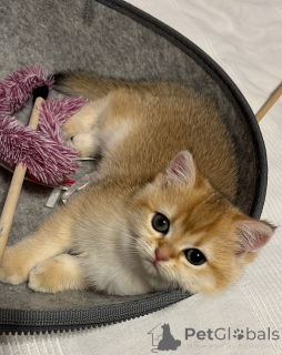 Foto №2 zu Ankündigung № 143571 zu verkaufen britisch kurzhaar - einkaufen Deutschland züchter