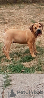 Foto №4. Ich werde verkaufen mastiff in der Stadt Belgrad.  - preis - 300€