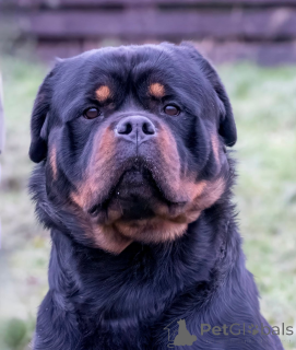 Foto №2 zu Ankündigung № 161327 zu verkaufen rottweiler - einkaufen Bulgarien 