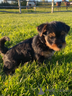 Foto №3. Teacup Yorkshire Terrier Welpe zur kostenlosen Adoption. Deutschland