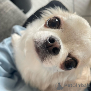 Foto №2 zu Ankündigung № 166482 zu verkaufen chihuahua - einkaufen Polen 