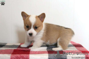 Foto №4. Ich werde verkaufen welsh corgi in der Stadt Ypsos.  - preis - 660€