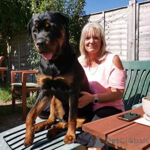 Foto №2 zu Ankündigung № 163409 zu verkaufen  - einkaufen Kroatien 