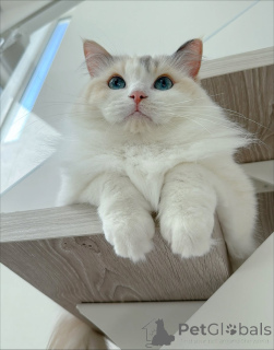 Foto №4. Ich werde verkaufen ragdoll-katze in der Stadt Eksjo. züchter - preis - verhandelt