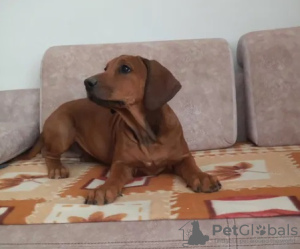 Foto №3. Rhodesian Ridgeback weiblich ZKWP/FCI. Polen