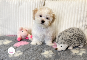 Foto №1. bologneser - zum Verkauf in der Stadt Gott | Frei | Ankündigung № 156970