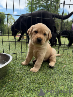 Foto №1. labrador retriever - zum Verkauf in der Stadt Berlin | verhandelt | Ankündigung № 171287