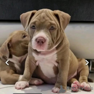 Foto №2 zu Ankündigung № 160021 zu verkaufen landseer - einkaufen Lettland quotient 	ankündigung