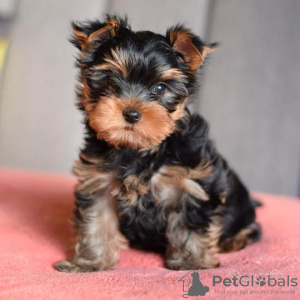 Foto №2 zu Ankündigung № 119346 zu verkaufen yorkshire terrier - einkaufen Deutschland quotient 	ankündigung