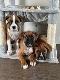 Foto №1. deutscher boxer - zum Verkauf in der Stadt Belfast | 850€ | Ankündigung № 166116