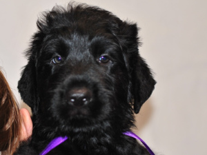 Foto №4. Ich werde verkaufen russischer schwarzer terrier in der Stadt Barnaul. vom kindergarten, züchter - preis - 168€