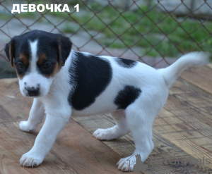 Foto №1. parson russell terrier - zum Verkauf in der Stadt Ровно | 233€ | Ankündigung № 12810