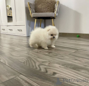 Foto №4. Ich werde verkaufen pommersche spitz in der Stadt Berlin. quotient 	ankündigung - preis - verhandelt