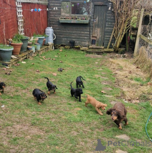 Foto №4. Ich werde verkaufen mischlingshund in der Stadt Courcelles. quotient 	ankündigung - preis - Frei