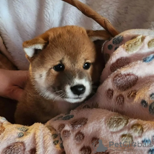 Foto №1. shiba - zum Verkauf in der Stadt Rzeszów | 860€ | Ankündigung № 95779