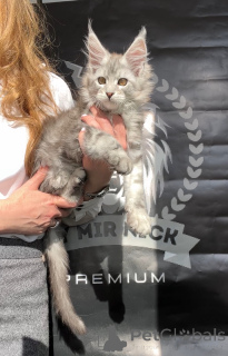 Foto №3. Alfred. USA