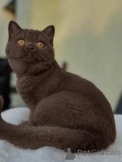 Foto №1. britisch kurzhaar - zum Verkauf in der Stadt Basel | verhandelt | Ankündigung № 153740